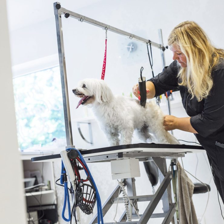 Female groomer trimming dog Female groomer trimming dog